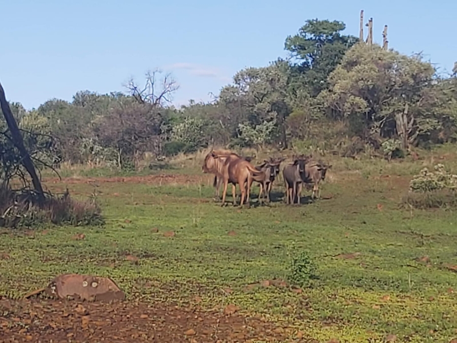 0 Bedroom Property for Sale in Koster North West